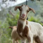 Pir Efes Konaklari Izmir