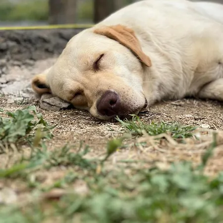 Pir Efes Konaklari Izmir
