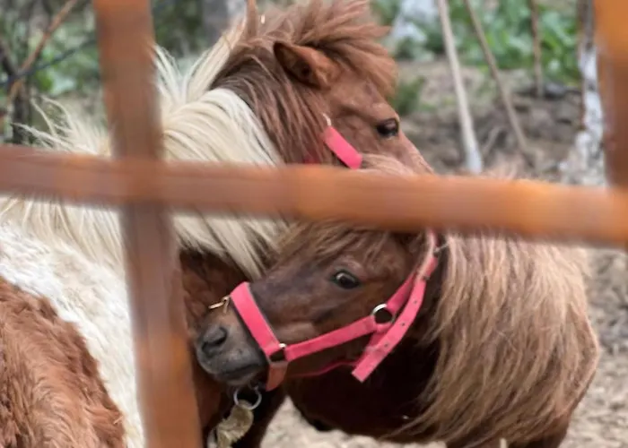Hotel Pir Efes Konaklari