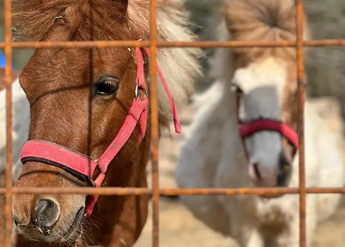 Pir Efes Konaklari 酒店 *