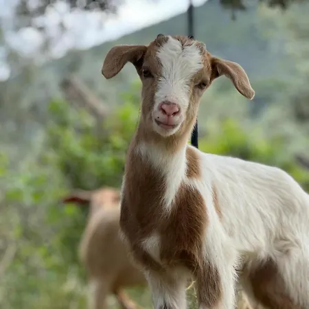 Pir Efes Konaklari Esmirna