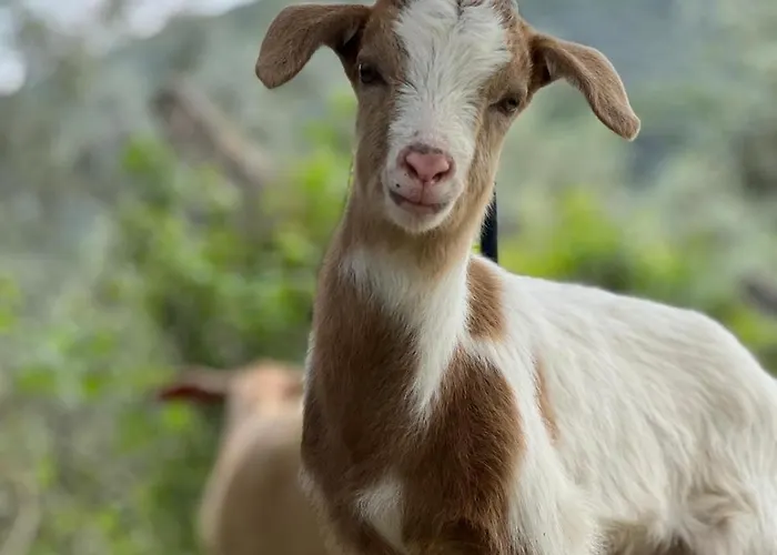 Pir Efes Konaklari Измир