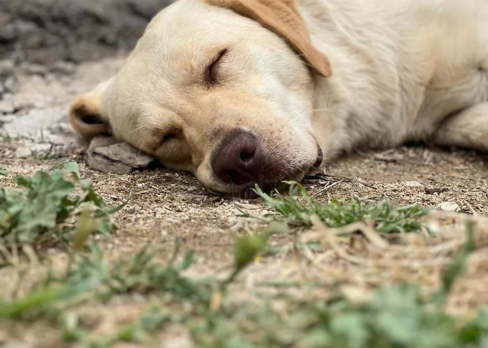 Pir Efes Konaklari İzmir