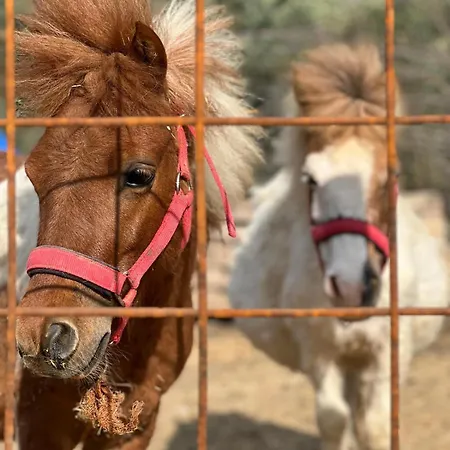 Pir Efes Konaklari מלון *